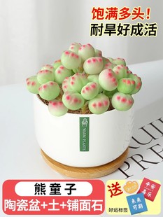 Peach Mountain Rose Succulent Plant Old Pile Egg Desk Easy to Grow Expensive Unpopular Potted Plant Large