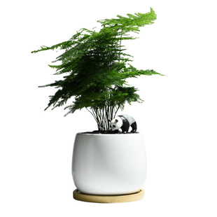 Small potted plants of asparagus in office green plants in all seasons evergreen shade-resistant flowers creative gifts radiation-proof bamboo plants
