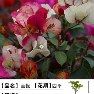 Double Bougainvillea Potted Balcony Courtyard All Year Round Old Pile Flowering Florals Old Pile Planting Export Factory Supply Chain