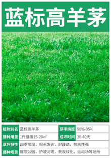 Carpet Grass Seeds, Four-Season Green, Cold-Resistant and Drought-Resistant Slope Protection, Bermudagrass, No-Pruning Manila Turf Lawn Seeds
