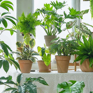 Indoor Potted Plants, Monstera, Rubber Tree, Begonia, Green Plants, Good for Feeding Heidi's Garden in All Seasons