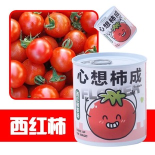 Blessing Plant Small Potted Desktop Flower Green Plant Seed Can Planting Blind Box Can Be Customized as a Kidsren's Gift