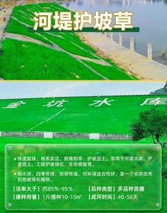Carpet Grass Seeds, Four-Season Green, Cold-Resistant and Drought-Resistant Slope Protection, Bermudagrass, No-Pruning Manila Turf Lawn Seeds