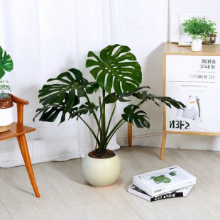 Monstera Living Room Extra-Large Potted Large-Leaf Old Stump Plant Indoor Large Easy-To-Care-For Floor-Standing Four-Season Green Plant