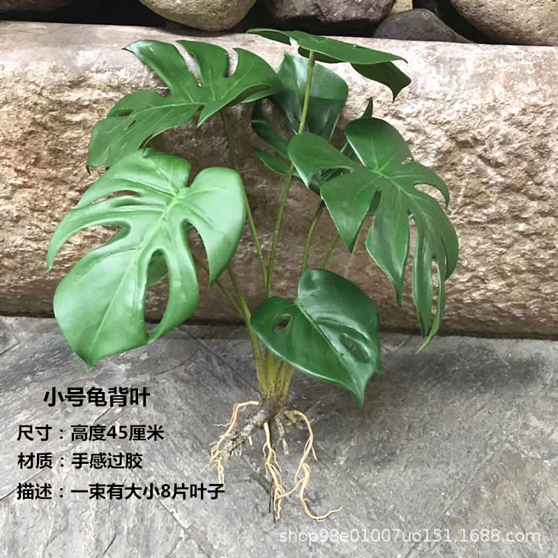 8-Headed Turtle Dorsal Leaf