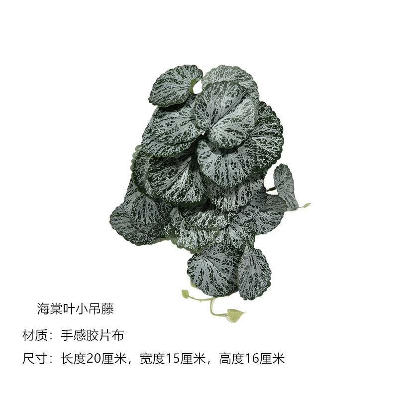 begonia leaves small hanging vine 