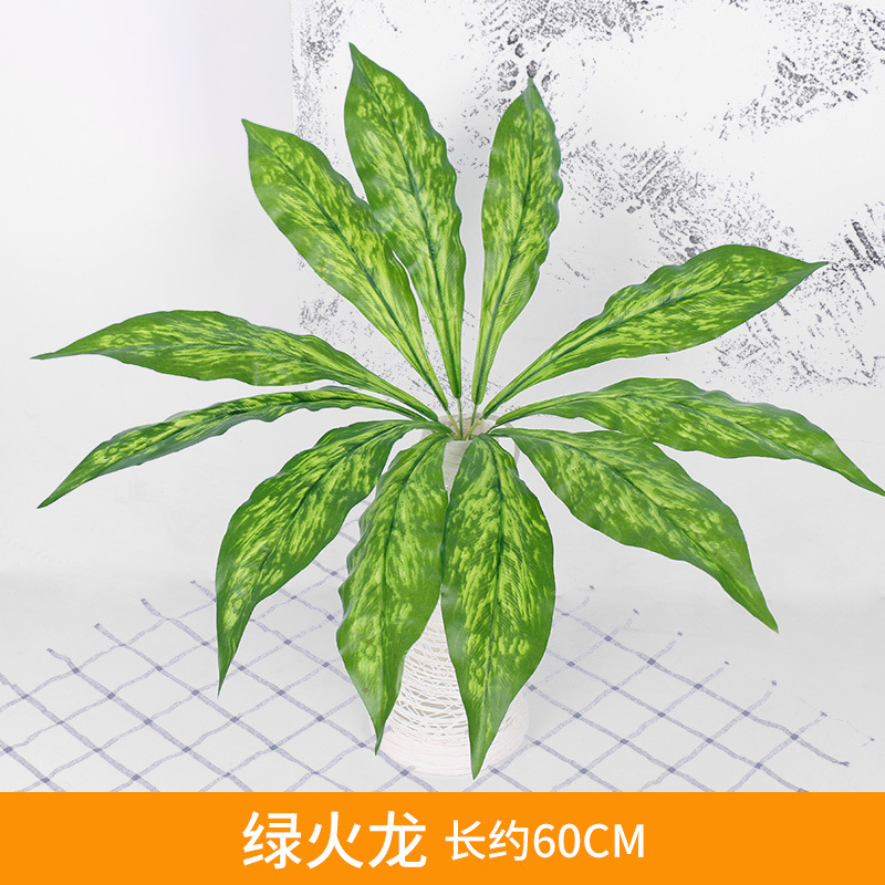 Green Fire Dragon Grass