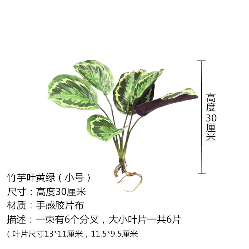 Canna Leaf Yellow Green Trumpet