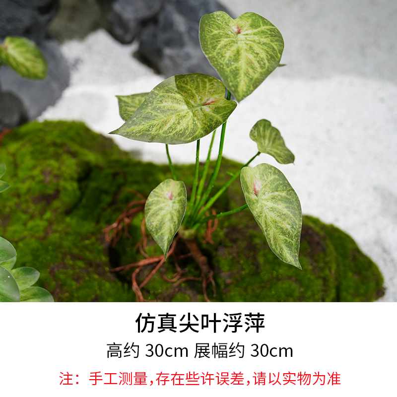 Pointed Duckweed/Height 30cm, Width 30cm