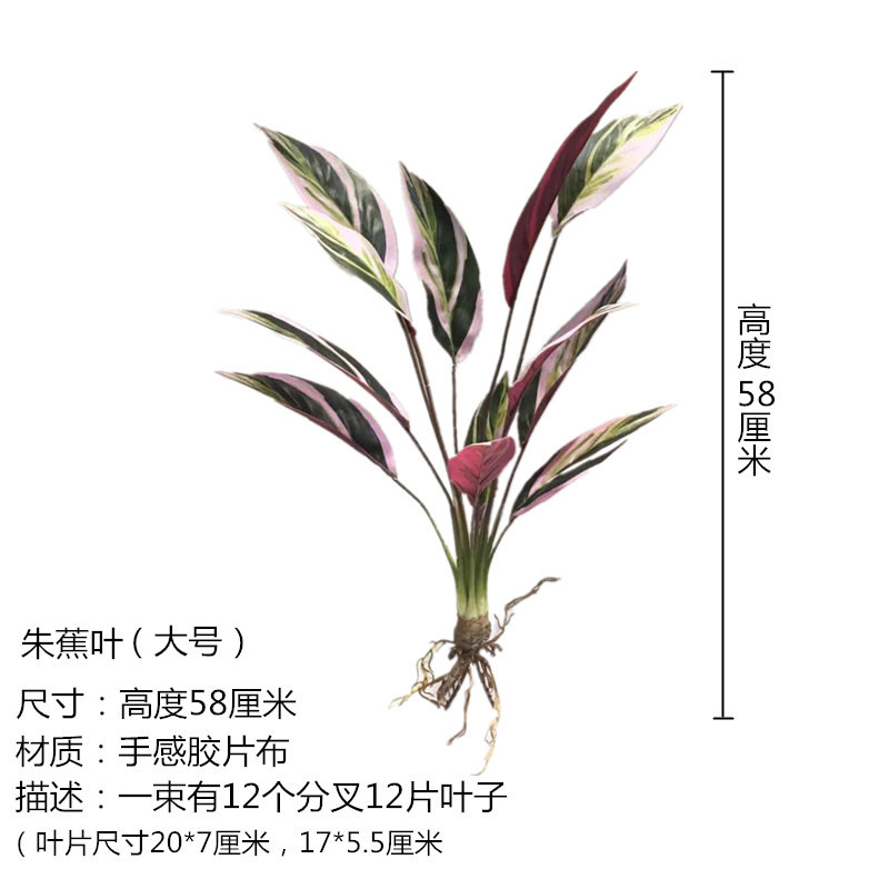 Large Size of Zhenjiao Leaves