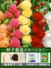 Double marshmallow 500 capsules + rooting solution + fertilizer / buy two get one free