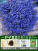 Six times profit 1000 capsules + rooting solution + fertilizer / buy two get one free