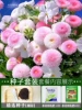 Pink Daisy 300 capsules + rooting liquid + compound fertilizer / buy 2 get 1 free