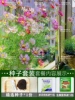 Cosmos Gesanghua 1000 capsules + rooting solution + fertilizer / buy two get one free