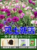 500 pieces of chrysanthemum+root solution+fertilizer/buy two get one