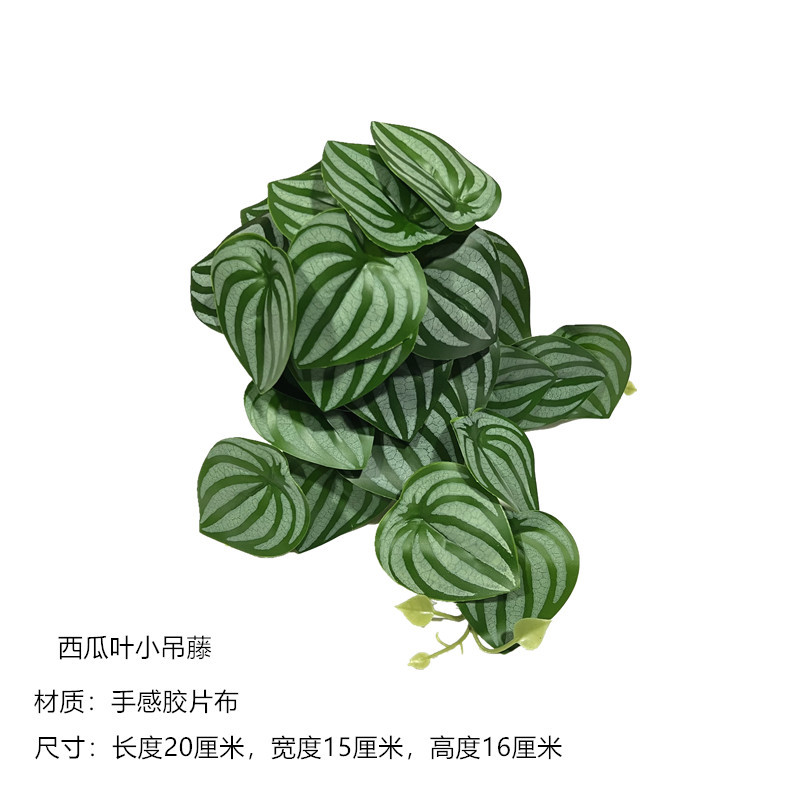 watermelon leaf small hanging vine 