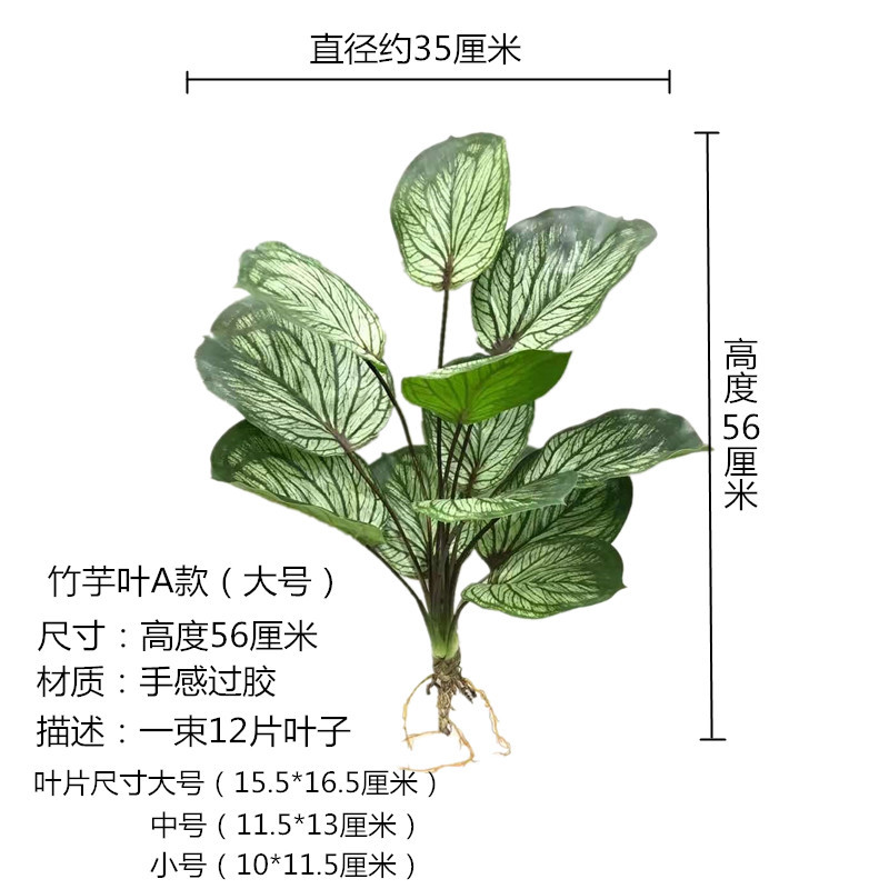 Canna Leaf Type a Large Size