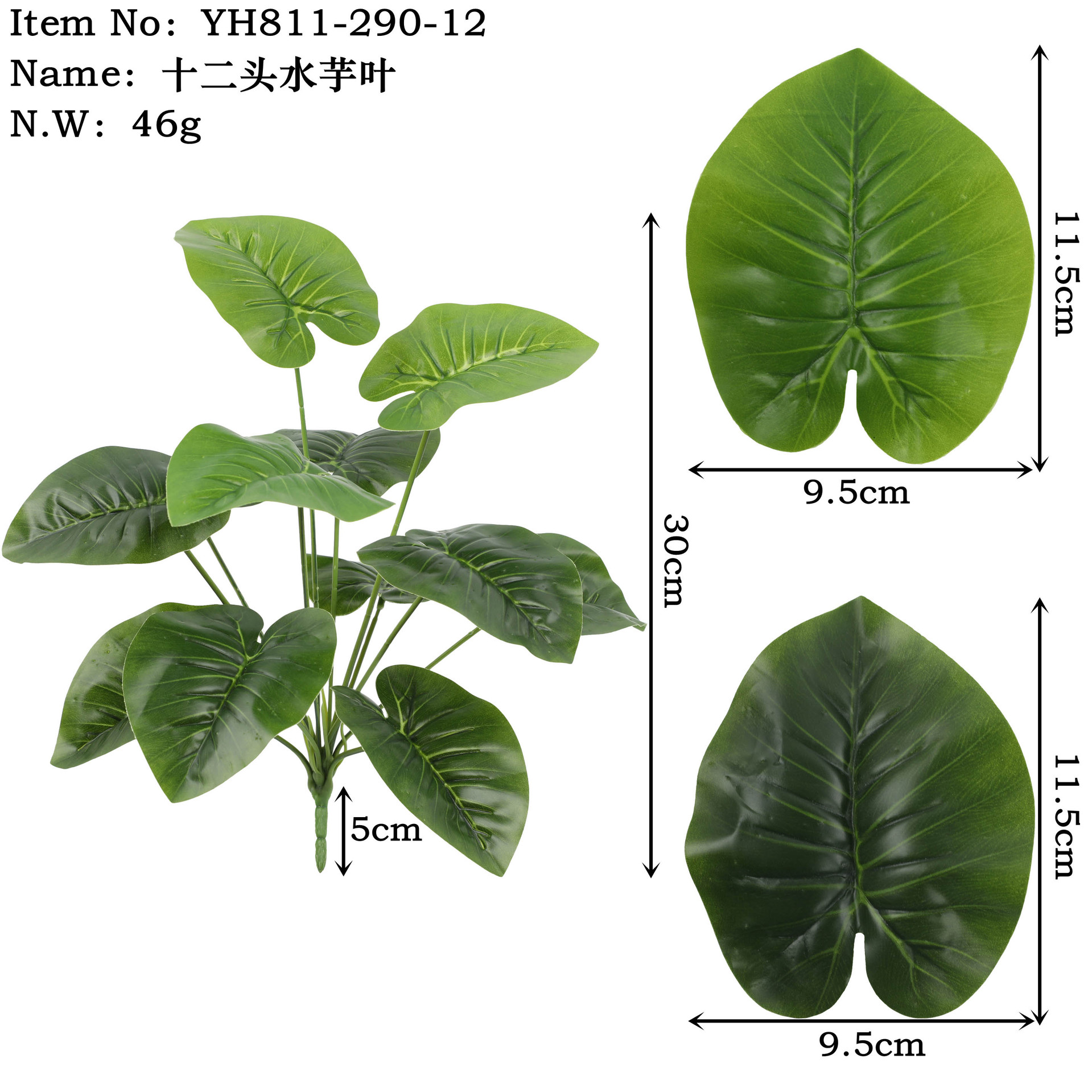 Yh811-290-12 Twelve-Headed Water Taro Leaves