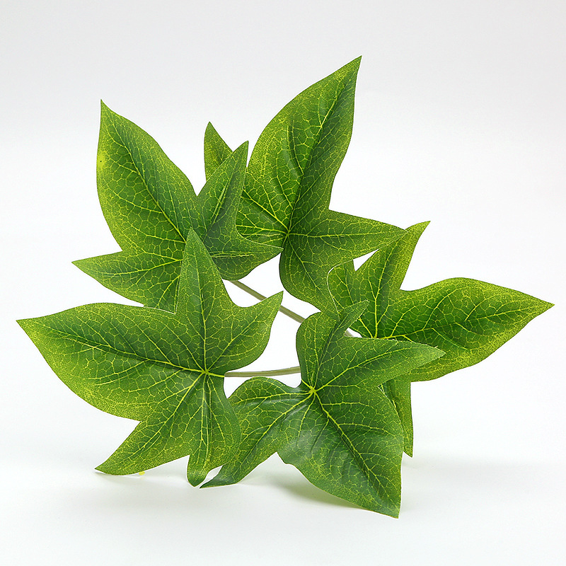 Green Sweet Potato Leaves