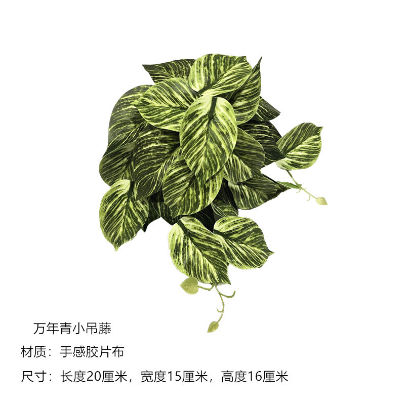 evergreen small hanging vine 