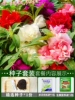 Fengxian flower/nail flower 500 capsules+rooting solution+fertilizer/buy two get one