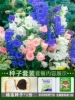 Campanula 3000 capsules + rooting solution + fertilizer / buy two get one free