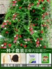 Taro Climbing Vine 50 capsules + rooting solution + fertilizer / buy two get one free