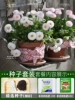 White Daisy 300 capsules + rooting liquid + compound fertilizer / buy 2 get 1 free