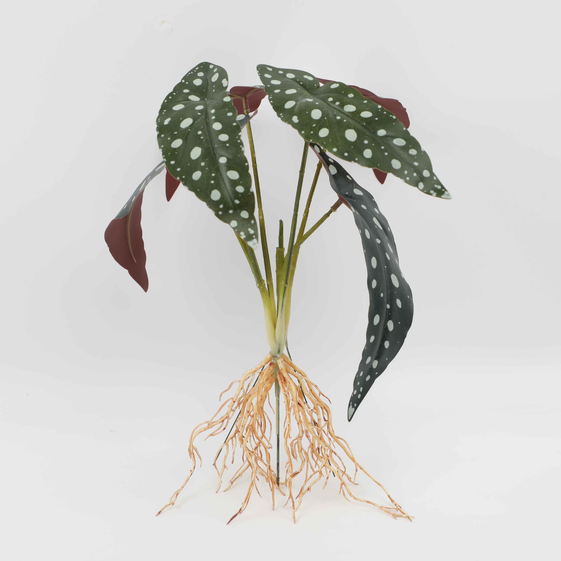 Six-Headed Bamboo Begonia Yh921-360-6