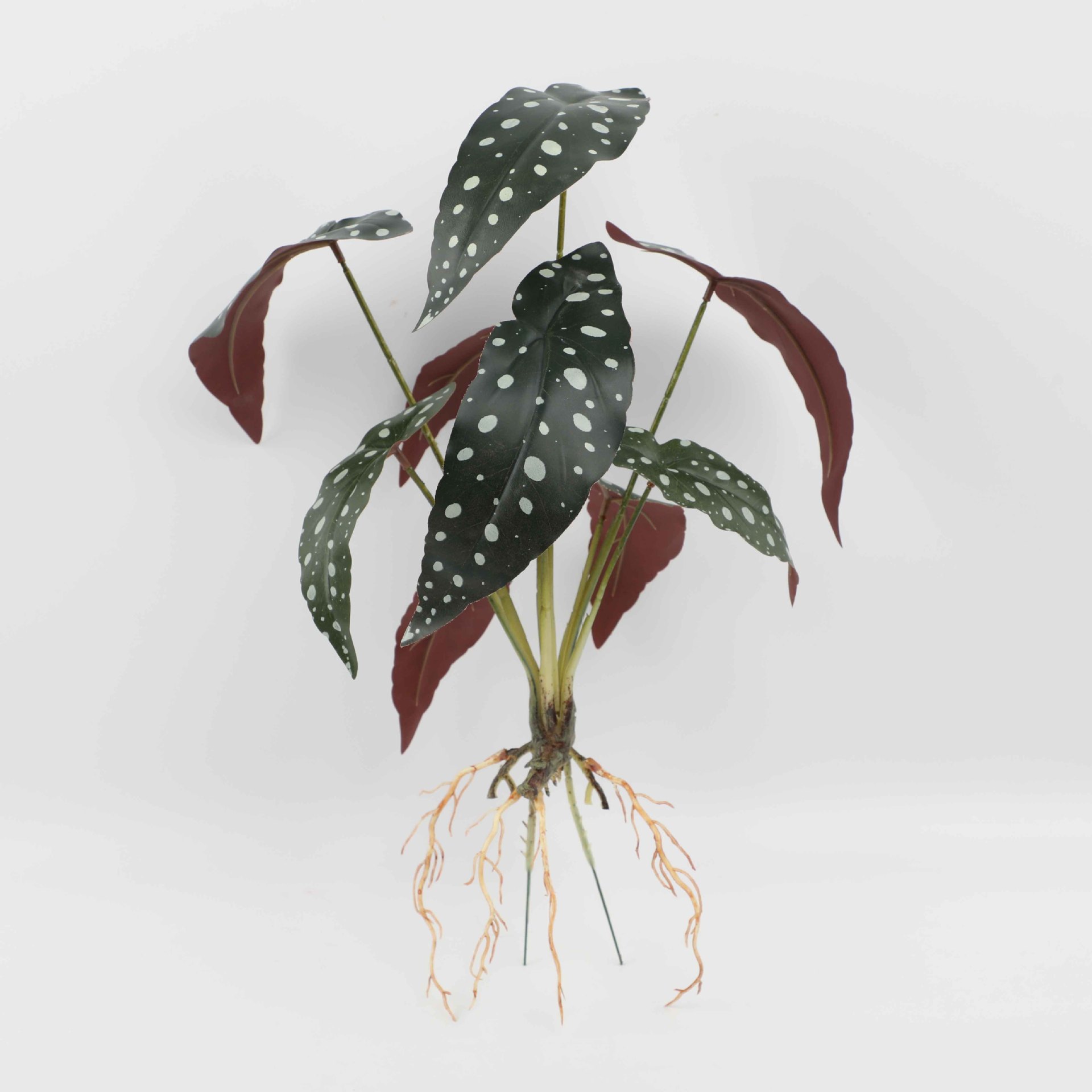 Nine-Headed Bamboo Begonia Yh89-450-9