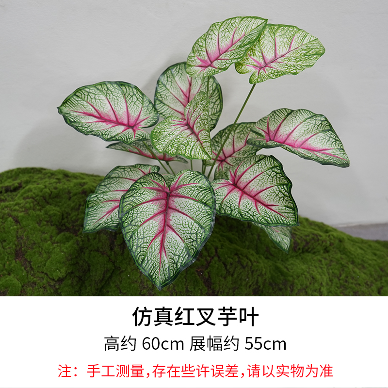 Red Cross Taro Leaves/Height 60cm, Width 55cm