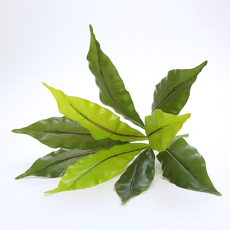 9 Fork Broadleaf Bird's Nest 