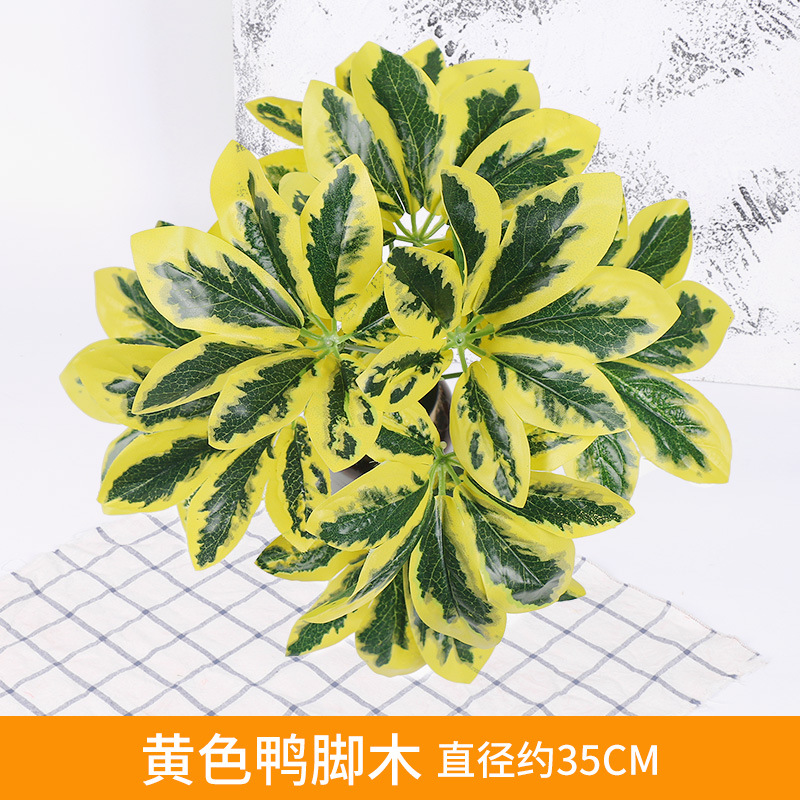 Yellow Duckfoot Wood