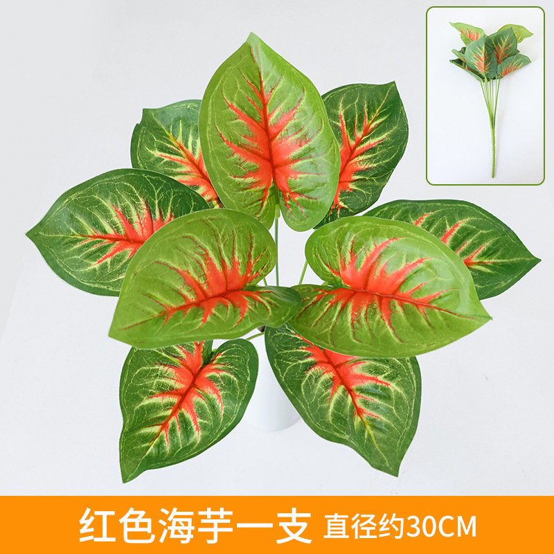 Red Alocasia