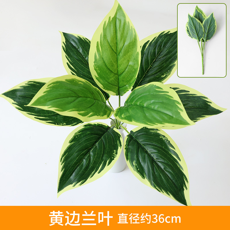 Yellow-Edged Orchid Leaves