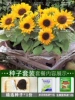 Dwarf sunflower 200 capsules + rooting solution + fertilizer / buy two get one free
