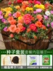 Mixed color double sunflower 30,000 capsules + rooting liquid + fertilizer / buy two get one free