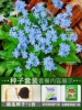 Forget me 500 capsules+root fluid+fertilizer/buy two get one free