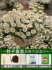 White Crystal Chrysanthemum 500 Gerbera Daisy 100 Capsules + Rooting Liquid + Fertilizer/Buy Two Get One Free