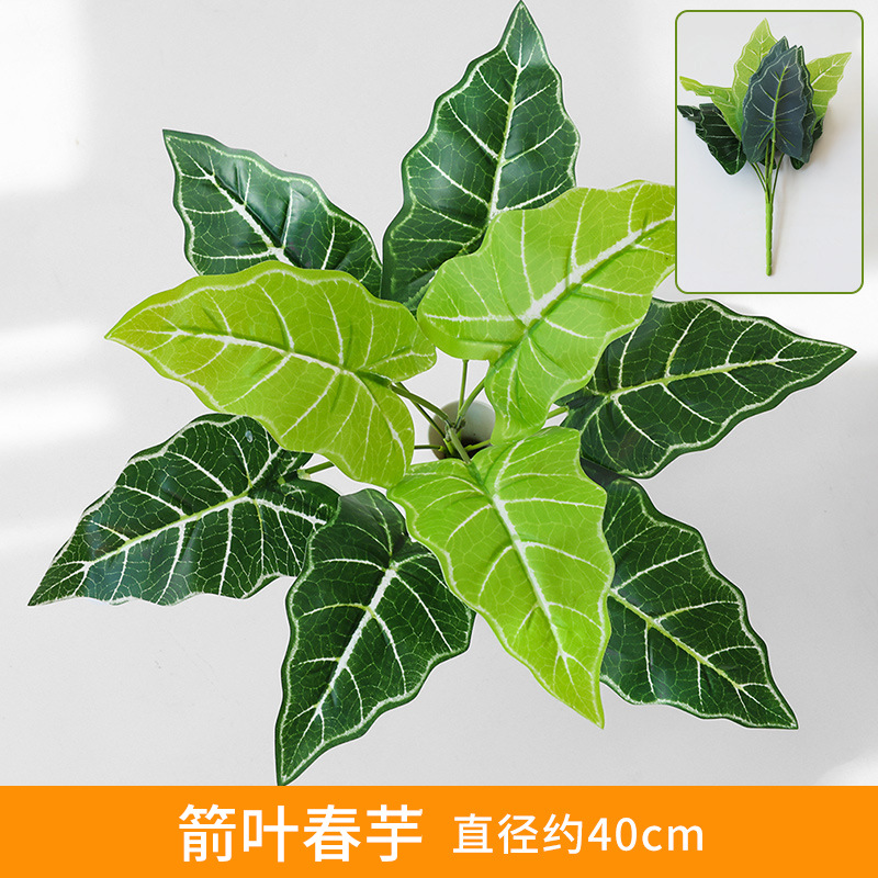 Arrow-Leaf Spring Taro