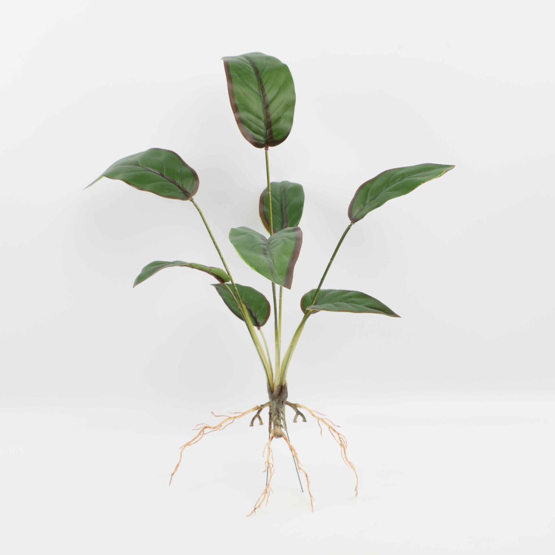 Nine-Headed Red-Edged Evergreen Yh896-480-9