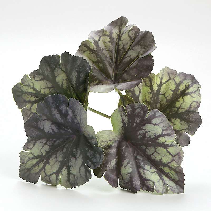 Purple White Alum Root