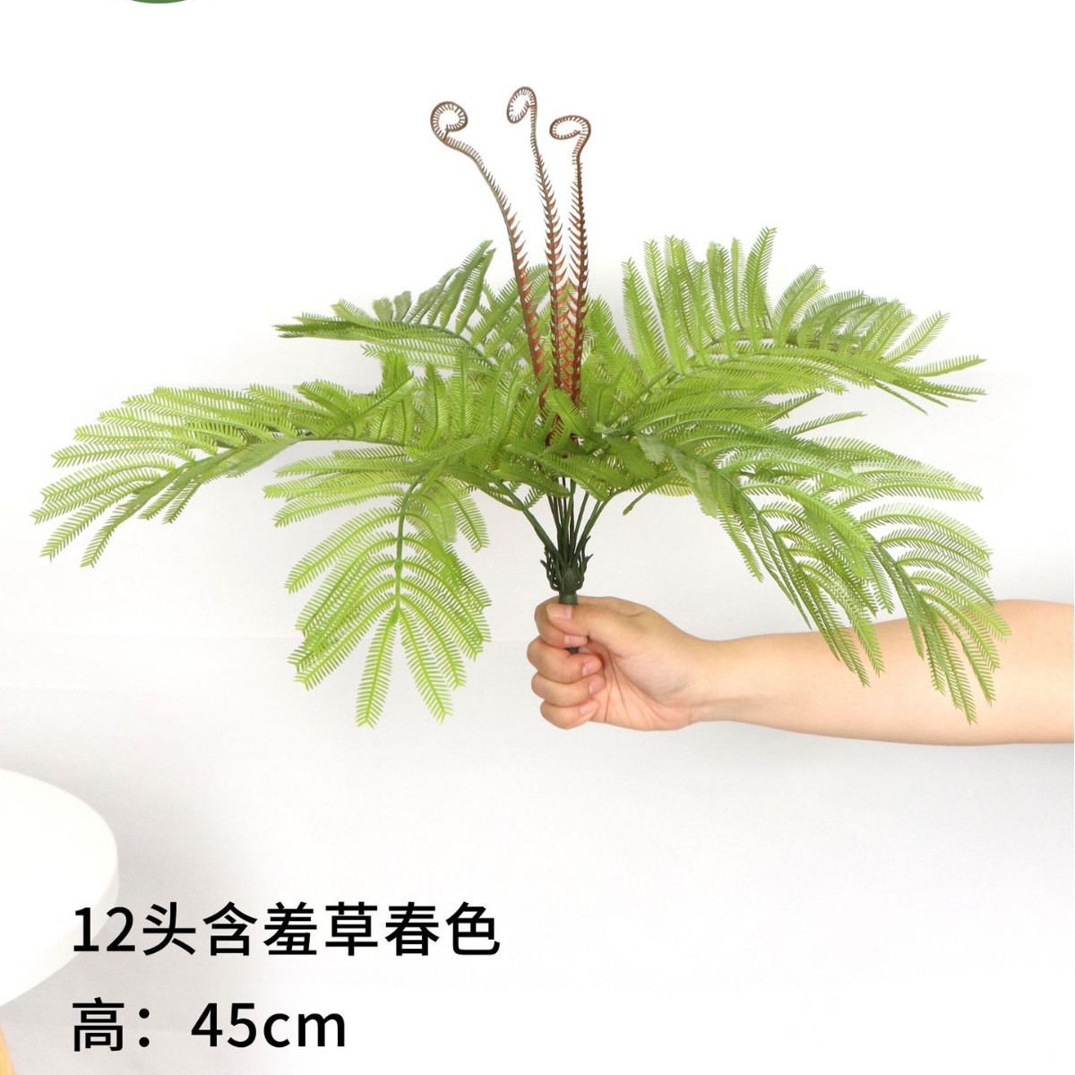 12 Mimosa Spring 45cm