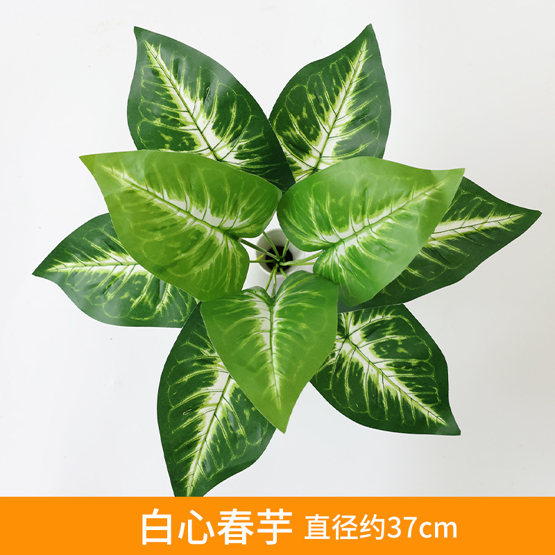 White Heart Spring Taro