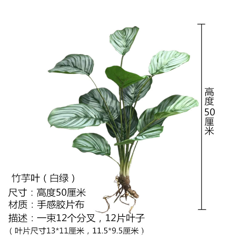 Canna Leaves (White Green)