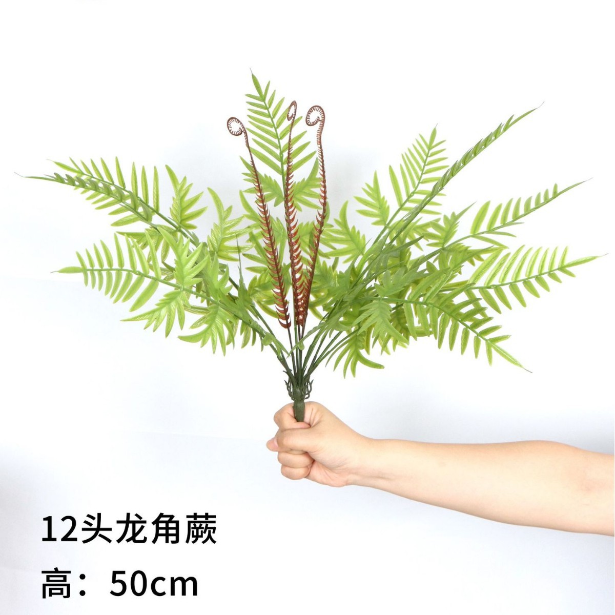 12-Headed Dragon Horn Fern 50cm