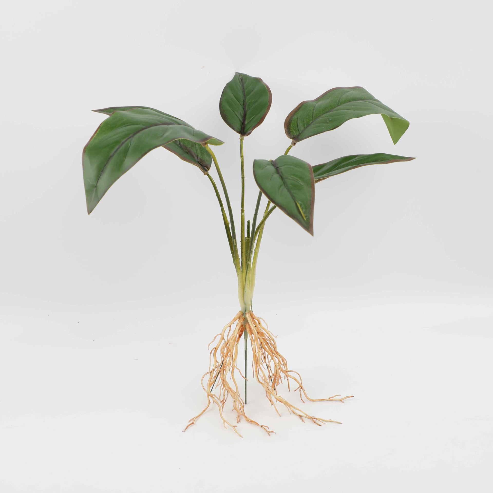 Six-Headed Red-Edged Evergreen Yh920-380-6