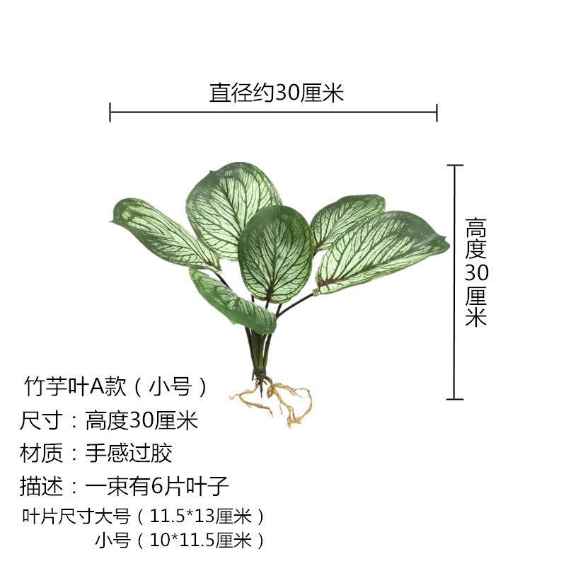 Canna Leaf Type a Small