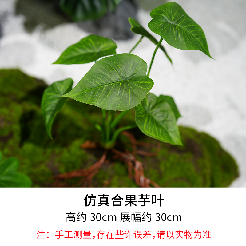 Colocasia Leaves/Height 30cm, Width 30cm