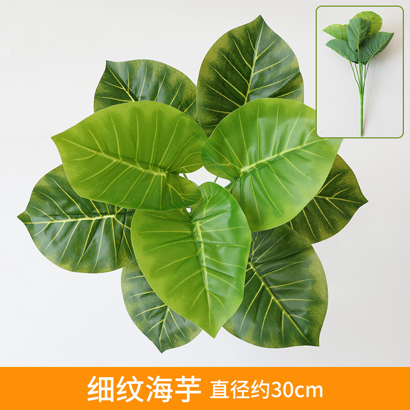 Fine-Veined Arrowroot